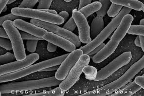 Bacteria convierte el papel periódico en biocombustible